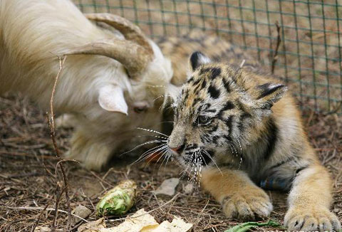 Picture 2 of Interesting: Goat raising tigers