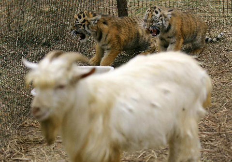 Picture 3 of Interesting: Goat raising tigers