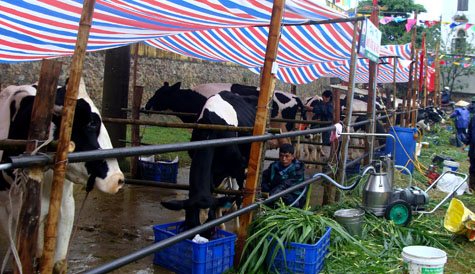 Picture 1 of Interesting images at the Miss Dairy contest