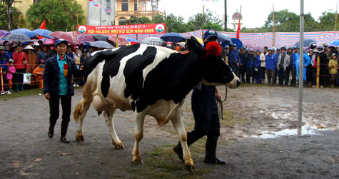 Picture 12 of Interesting images at the Miss Dairy contest
