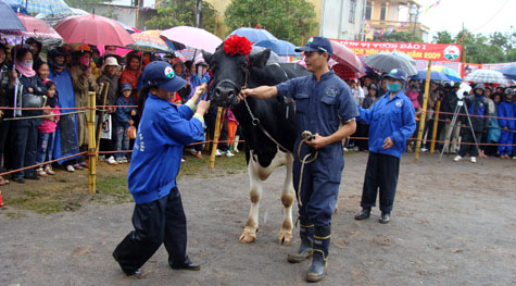 Picture 13 of Interesting images at the Miss Dairy contest