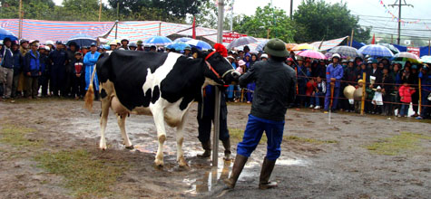 Picture 14 of Interesting images at the Miss Dairy contest