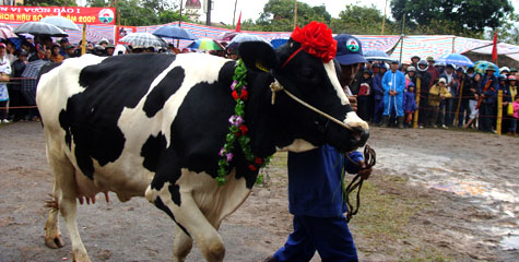 Picture 15 of Interesting images at the Miss Dairy contest