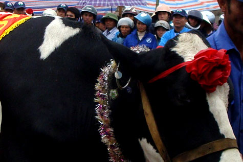 Picture 16 of Interesting images at the Miss Dairy contest