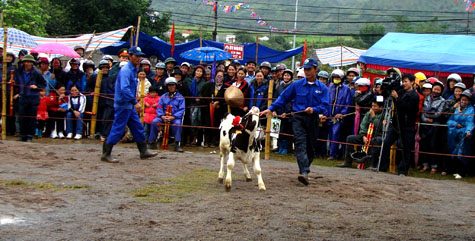 Picture 17 of Interesting images at the Miss Dairy contest
