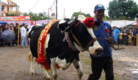 Picture 18 of Interesting images at the Miss Dairy contest