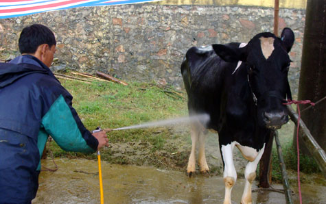Picture 2 of Interesting images at the Miss Dairy contest