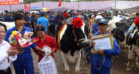 Picture 21 of Interesting images at the Miss Dairy contest