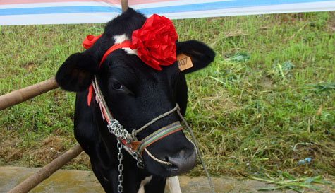 Picture 4 of Interesting images at the Miss Dairy contest