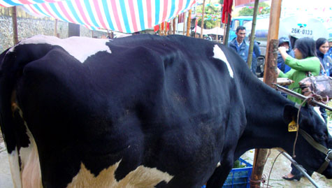 Picture 5 of Interesting images at the Miss Dairy contest