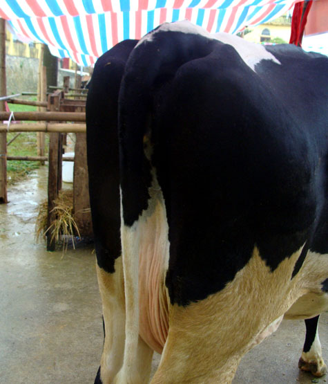 Picture 6 of Interesting images at the Miss Dairy contest