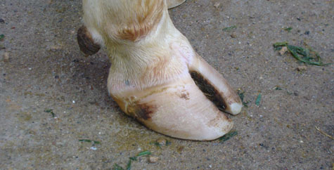 Picture 7 of Interesting images at the Miss Dairy contest