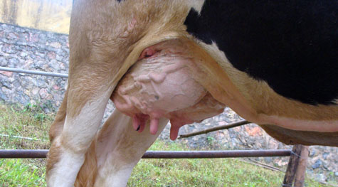 Picture 8 of Interesting images at the Miss Dairy contest