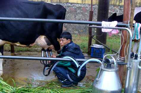 Picture 9 of Interesting images at the Miss Dairy contest