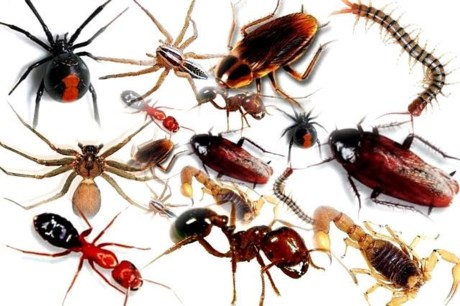 Picture 1 of Interesting insect world