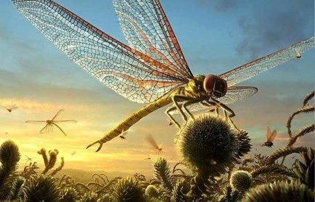 Picture 2 of Interesting insect world