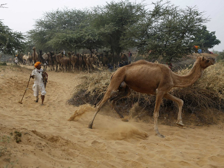Picture 2 of Interesting little facts about India