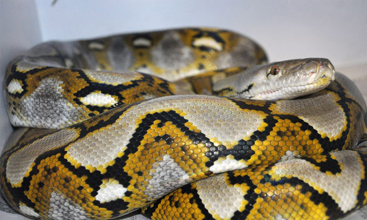 Picture 11 of Interesting mysterious phenomena in the animal world