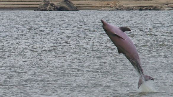 Picture 4 of Interesting mysterious phenomena in the animal world