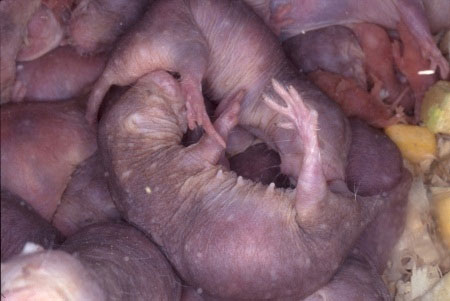 Picture 5 of Interesting mysterious phenomena in the animal world