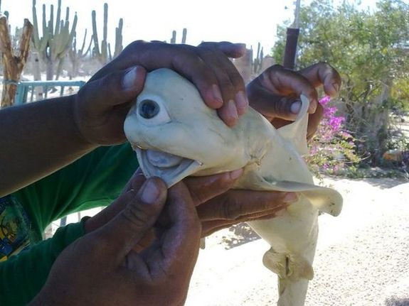 Picture 7 of Interesting mysterious phenomena in the animal world