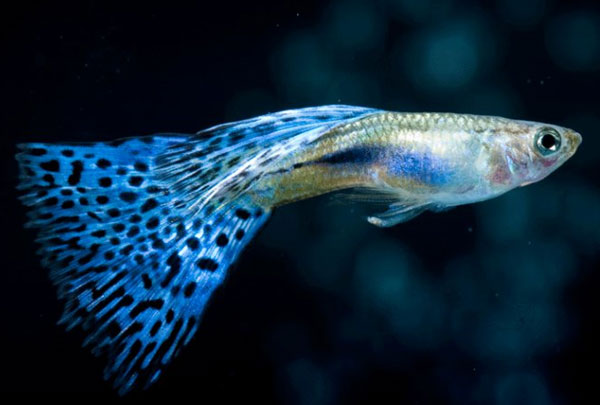 Picture 8 of Interesting mysterious phenomena in the animal world