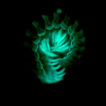 Picture 9 of Interesting mysterious phenomena in the animal world