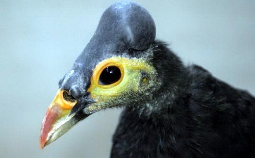 Picture 7 of Interesting news about animals in 2009