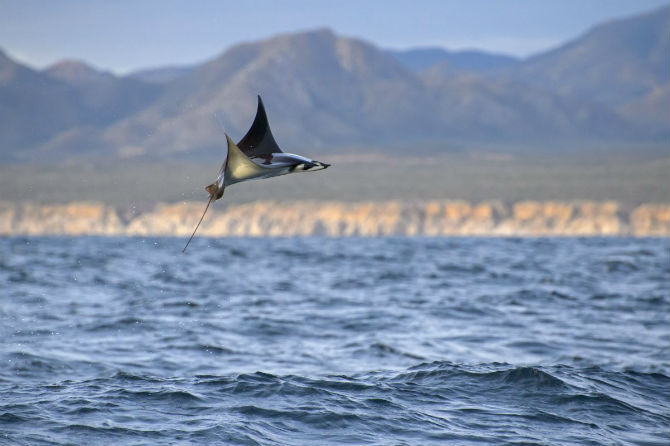 Picture 11 of Interesting photos record rays that fly into the air