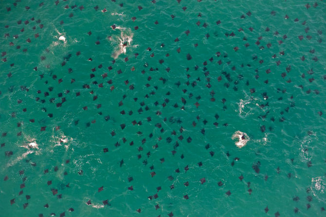 Picture 12 of Interesting photos record rays that fly into the air