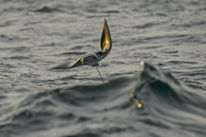 Picture 13 of Interesting photos record rays that fly into the air