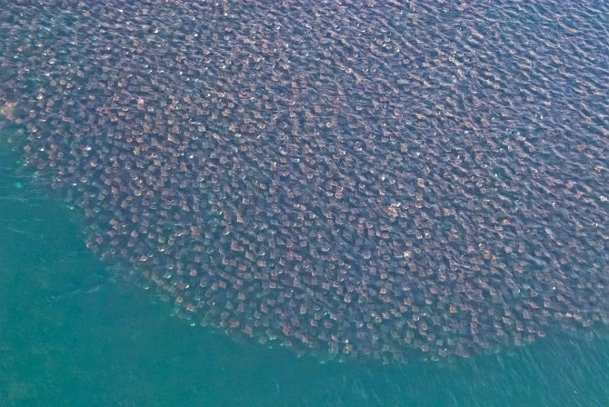 Picture 2 of Interesting photos record rays that fly into the air