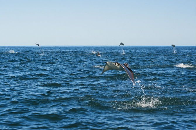 Picture 3 of Interesting photos record rays that fly into the air