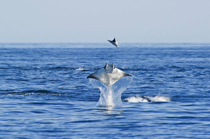 Picture 5 of Interesting photos record rays that fly into the air