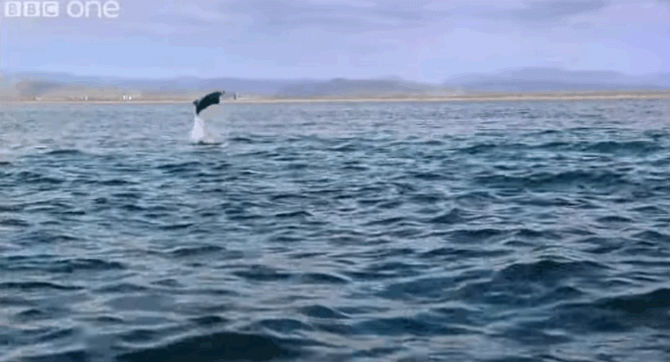 Picture 6 of Interesting photos record rays that fly into the air