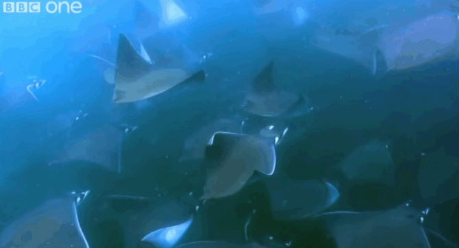 Picture 7 of Interesting photos record rays that fly into the air