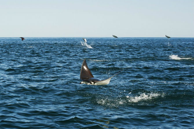 Picture 9 of Interesting photos record rays that fly into the air