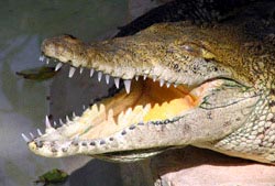 Picture 1 of Interesting stories about animals
