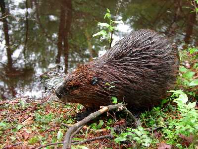 Picture 4 of Interesting stories about animals