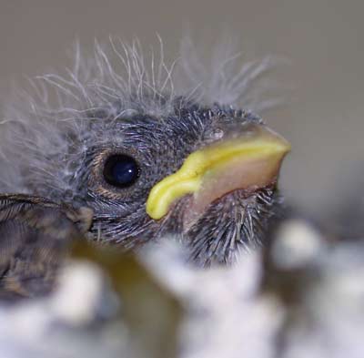 Picture 5 of Interesting stories about animals