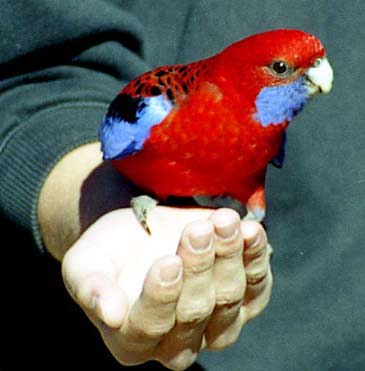 Picture 6 of Interesting stories about animals