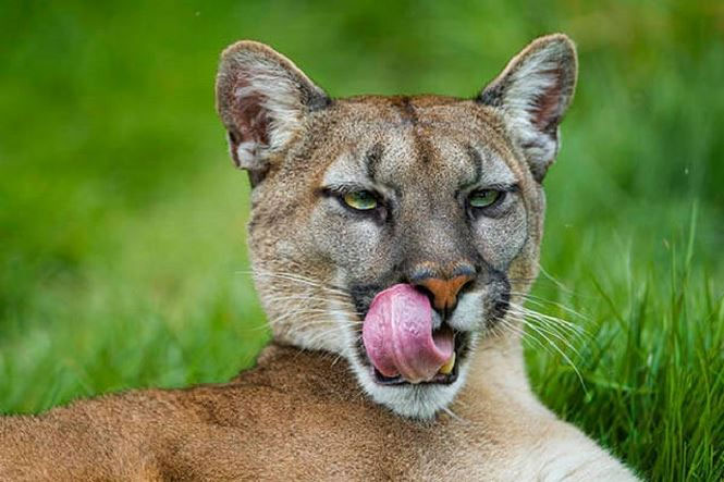 Picture 2 of Interesting things about cougars