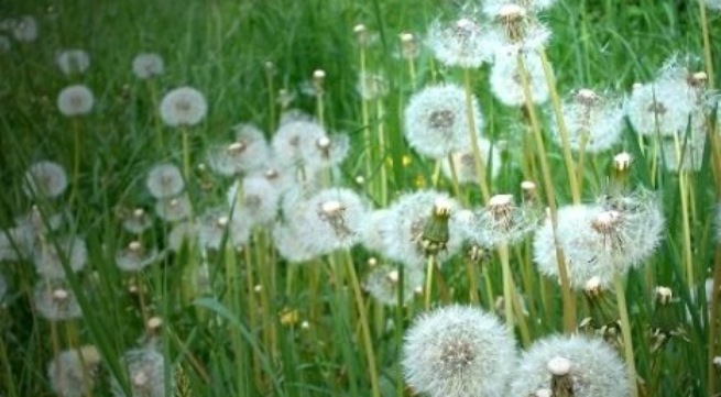 Picture 2 of Interesting things about flowers
