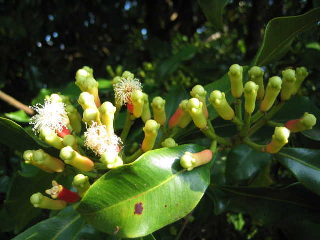 Picture 3 of Interesting things about flowers
