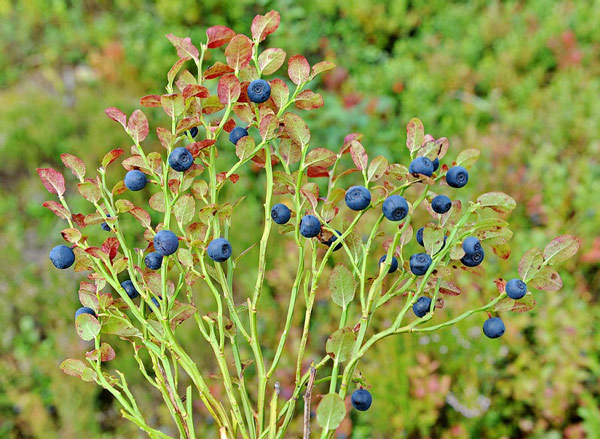 Picture 5 of Interesting things about flowers