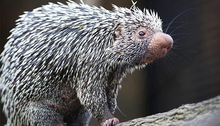 Picture 3 of Interesting things about hedgehogs may not be known