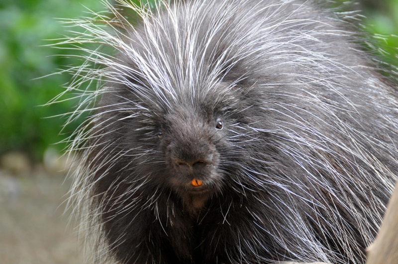 Picture 5 of Interesting things about hedgehogs may not be known