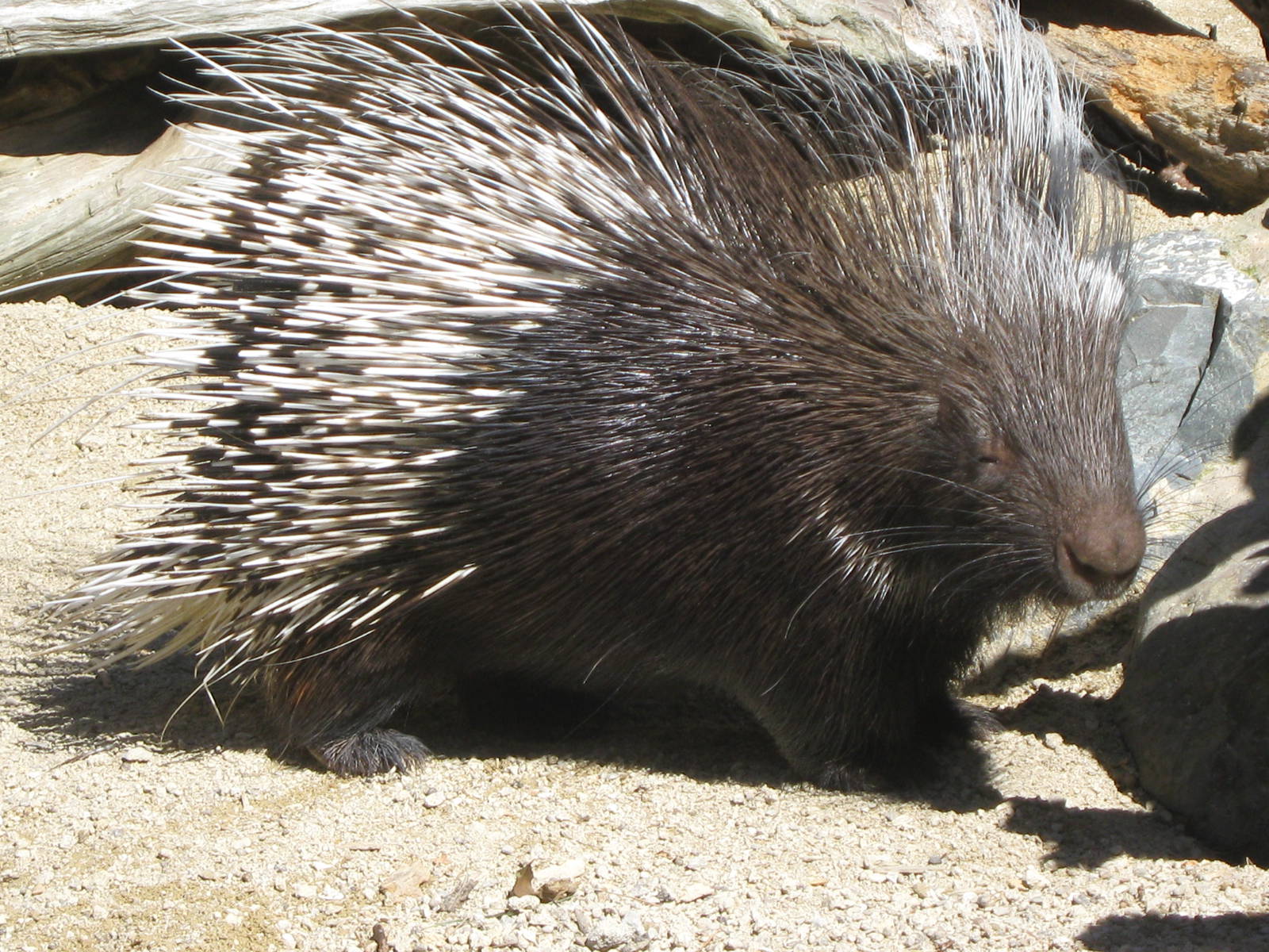Picture 6 of Interesting things about hedgehogs may not be known