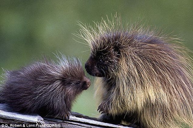 Picture 8 of Interesting things about hedgehogs may not be known
