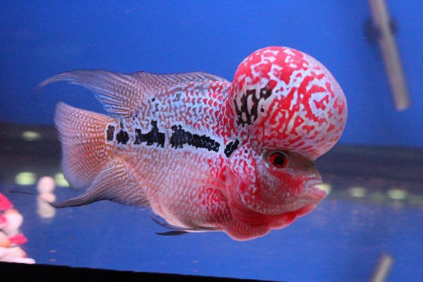 Picture 1 of Interesting things about seabass